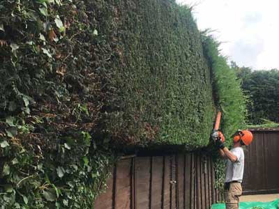 Project16 landscaping
