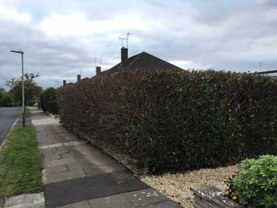 Project24 landscaping