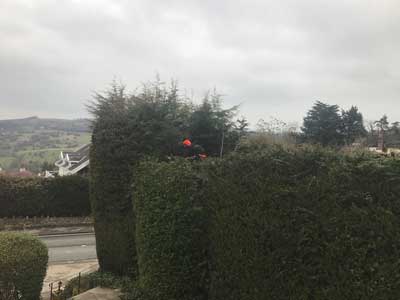 Project29 landscaping