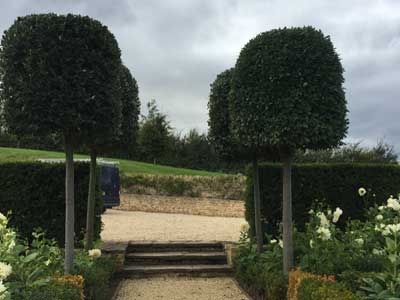 Tree shaping